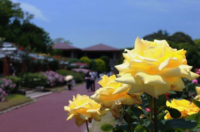 えいごでしょくぶつえん Let S Go To 京都府立植物園 英語で学ぶリアルくさばな図鑑 Urauratour京都