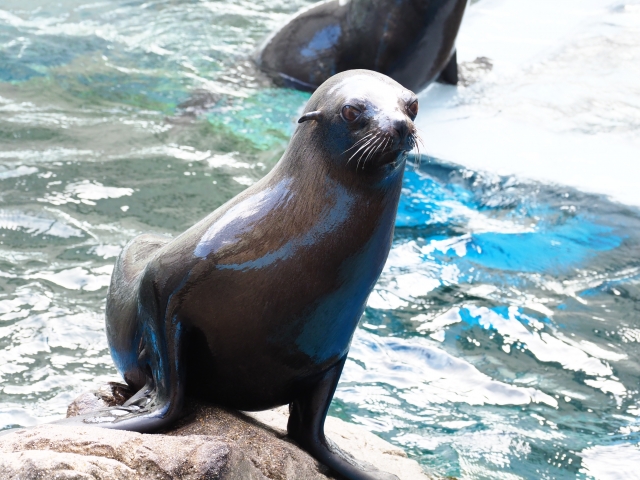 えいごですいぞくかん Let S Go To 京都水族館 英語で学ぶリアルいきもの図鑑 Urauratour京都