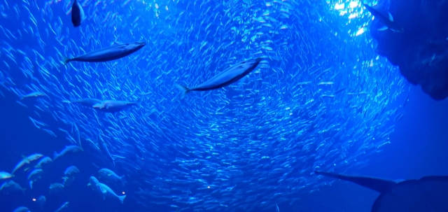 えいごですいぞくかん Let S Go To 京都水族館 英語で学ぶリアルいきもの図鑑 Urauratour京都