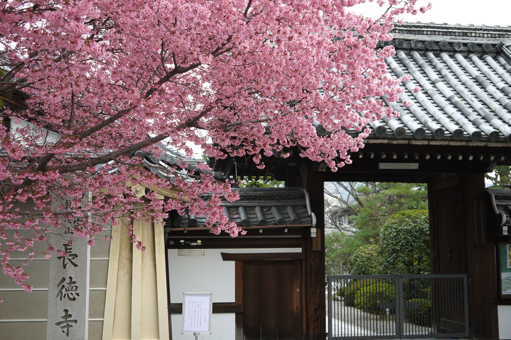 【春の訪れ、濃桜。】早咲きの京都サクラさんぽ♪～早春の京さくら体験～