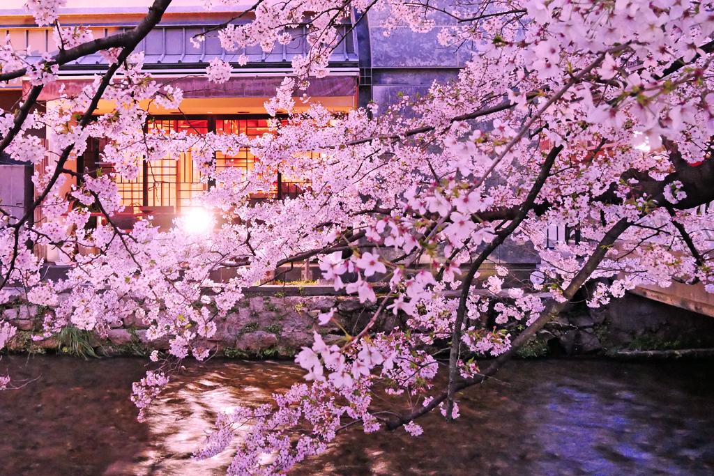 【3日間限定！】京都さくらナイトツアー ～桜の案内人が見せるNo.1！～〈専用車1台8名様利用〉
