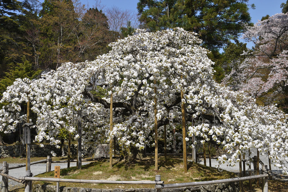【3日間限定！】千の願いが叶う！「千眼桜」を見たい！そうだ、京都の郊外に行こう。＜専用車1台8名様限定＞