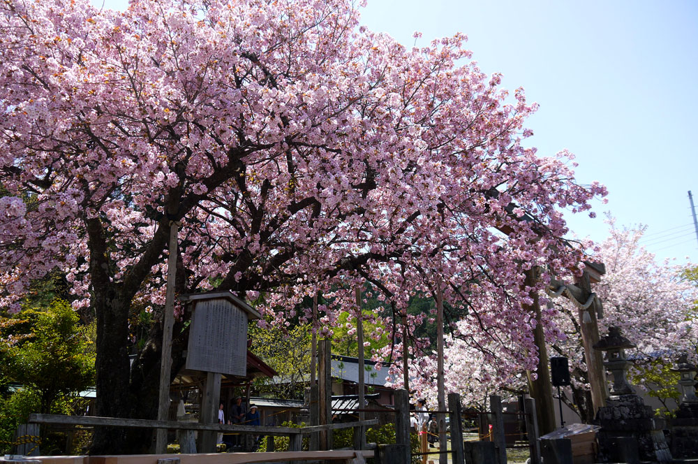 【3日間限定！】偶然が生んだ名木「黒田百年桜」で京都桜のフィナーレを飾ろう！＜専用車1台8名様限定＞