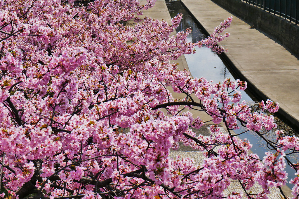 幻の港湾都市に咲く、京都最速の早咲き桜「河津桜」ツアー！
