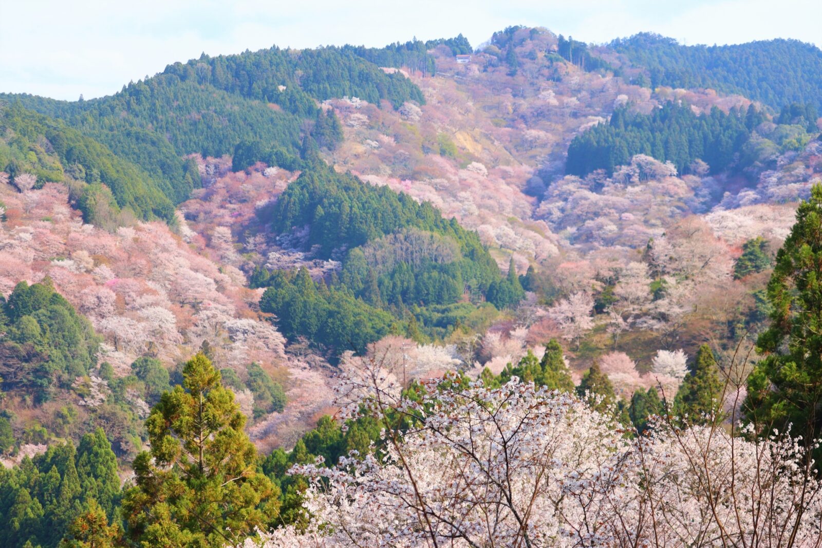 【3日間限定！】願わくは花の下にて、、吉野山の千本桜 ～3万本のシロヤマザクラ～〈専用車1台8名様利用〉